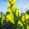Horticulture and Viticulture