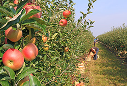 Apple Orchard