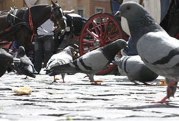 Pigeon Infestation