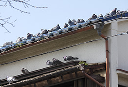 Pigeons roosting on Building